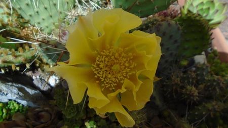 Opuntia phaeacantha