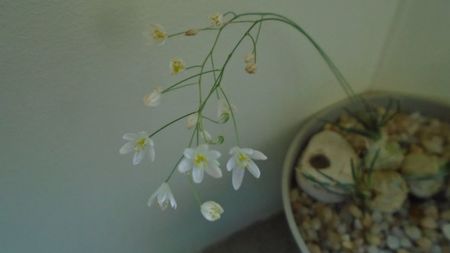 Ornithogalum sardienii