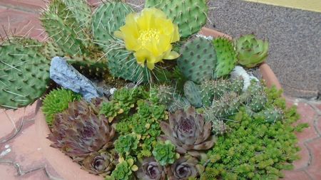 Opuntia phaeacantha