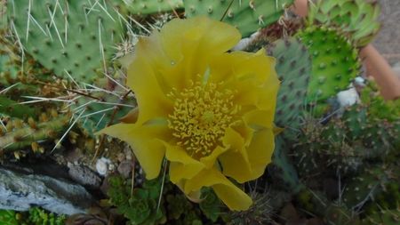 Opuntia phaeacantha