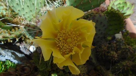 Opuntia phaeacantha