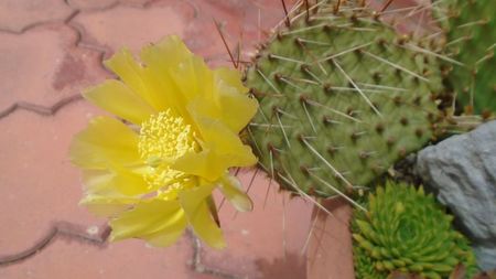 Opuntia phaeacantha