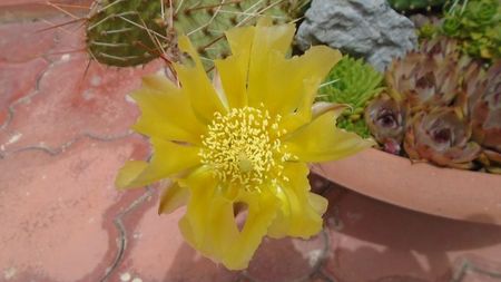 Opuntia phaeacantha