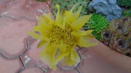 Opuntia phaeacantha