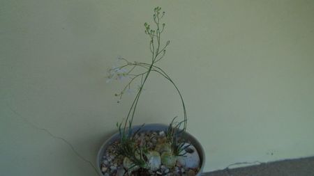 Ornithogalum sardienii