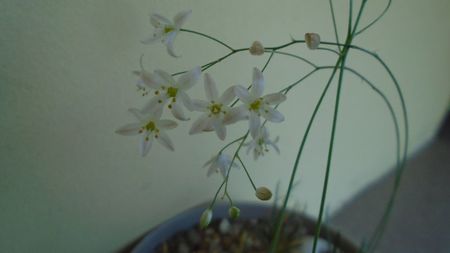 Ornithogalum sardienii