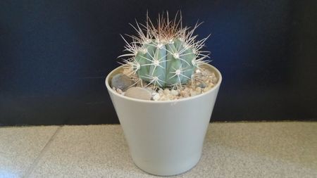 Melocactus azureus; replantat in 4 iun. 2020
