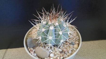 Melocactus azureus; replantat in 4 iun. 2020
