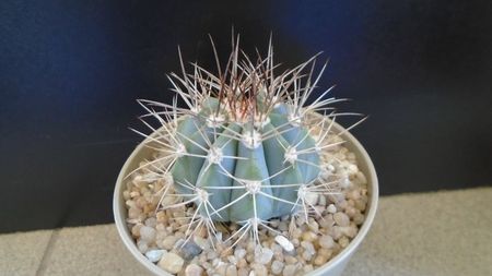 Melocactus azureus; replantat in 4 iun. 2020
