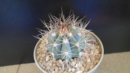 Melocactus azureus; replantat in 4 iun. 2020
