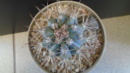 Melocactus azureus; replantat in 4 iun. 2020
