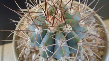 Melocactus azureus; replantat in 4 iun. 2020
