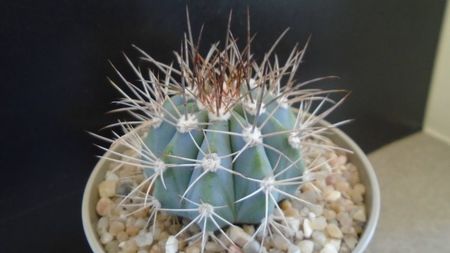 Melocactus azureus; replantat in 4 iun. 2020
