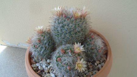 Mammillaria bocasana