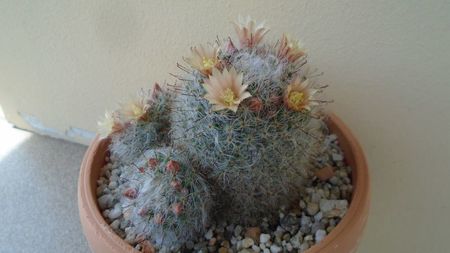 Mammillaria bocasana