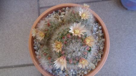 Mammillaria bocasana