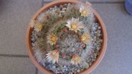 Mammillaria bocasana