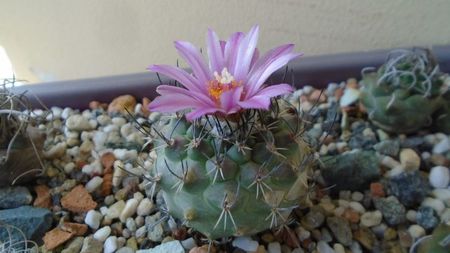 Turbinicarpus viereckii