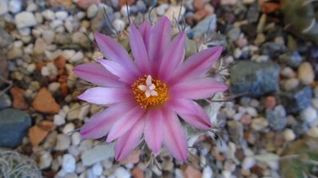 Turbinicarpus viereckii