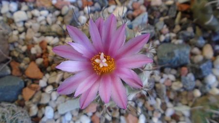 Turbinicarpus viereckii