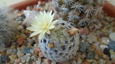 Mammillaria crinita ssp. duwei