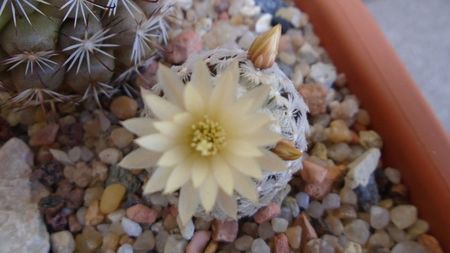 Mammillaria crinita ssp. duwei