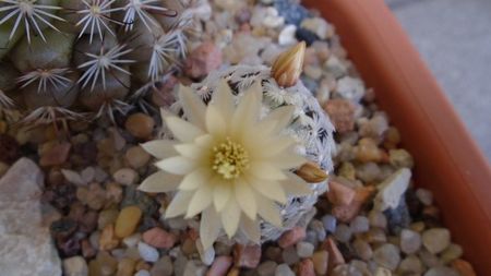 Mammillaria crinita ssp. duwei