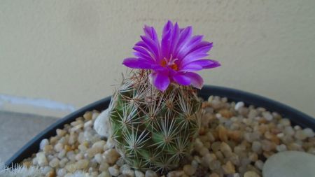 Escobaria hesteri