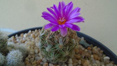 Escobaria hesteri