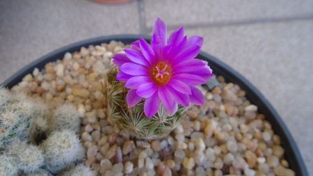 Escobaria hesteri