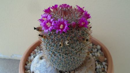 Mammillaria matudae