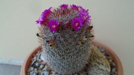 Mammillaria matudae