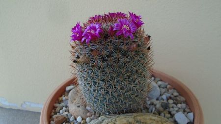 Mammillaria matudae