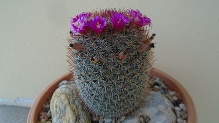 Mammillaria matudae