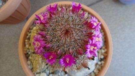 Mammillaria matudae