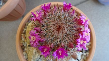 Mammillaria matudae