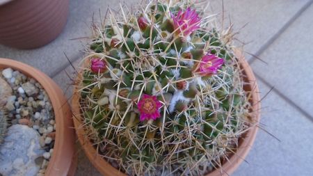 Mammillaria compressa