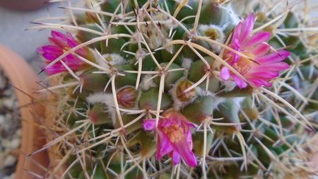 Mammillaria compressa