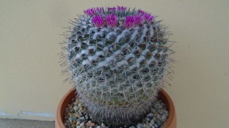 Mammillaria formosa ssp. chionocephala