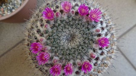 Mammillaria formosa ssp. chionocephala