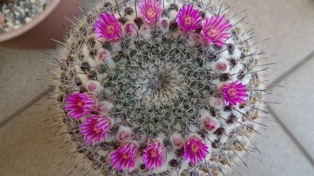 Mammillaria formosa ssp. chionocephala