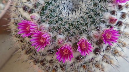 Mammillaria formosa ssp. chionocephala