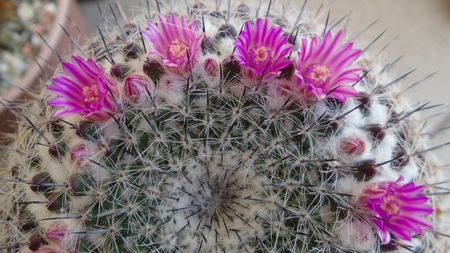 Mammillaria formosa ssp. chionocephala