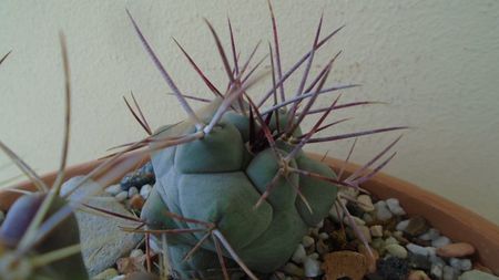 Thelocactus hexaedrophorus