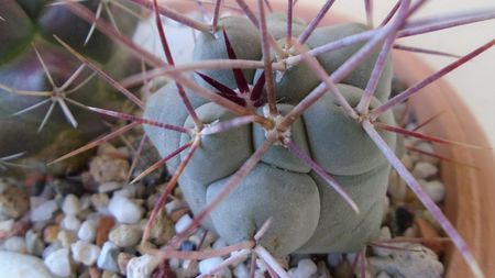 Thelocactus hexaedrophorus