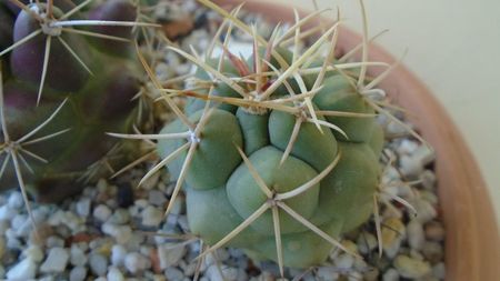 Thelocactus hexaedrophorus