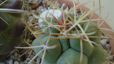 Thelocactus hexaedrophorus