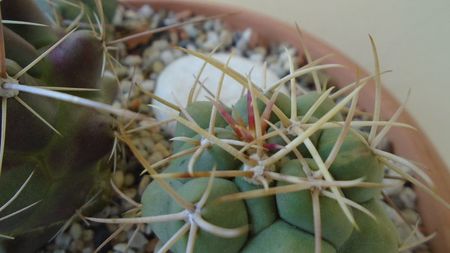 Thelocactus hexaedrophorus