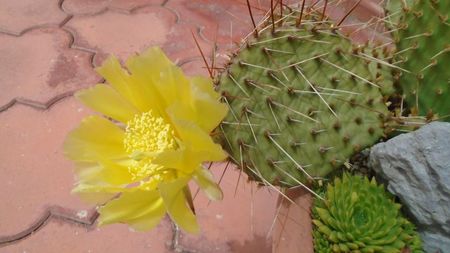 Opuntia phaeacantha