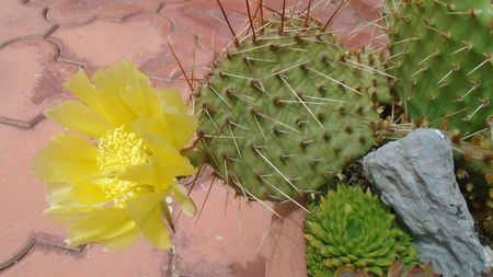 Opuntia phaeacantha